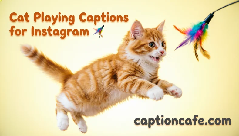 Cat Playing Captions for Instagram