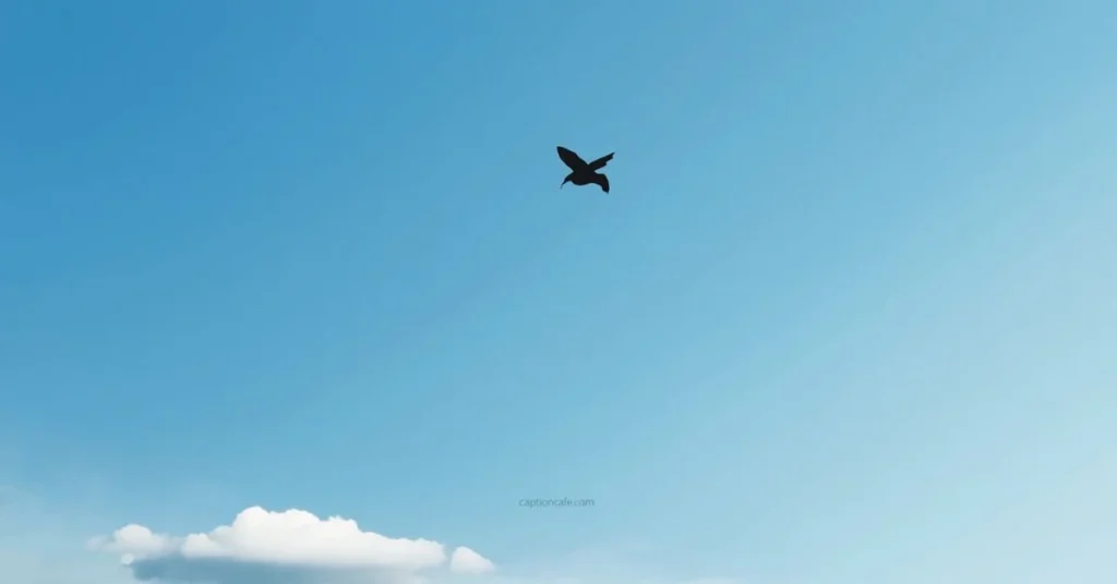 Short Birds Captions