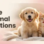Cute animal captions