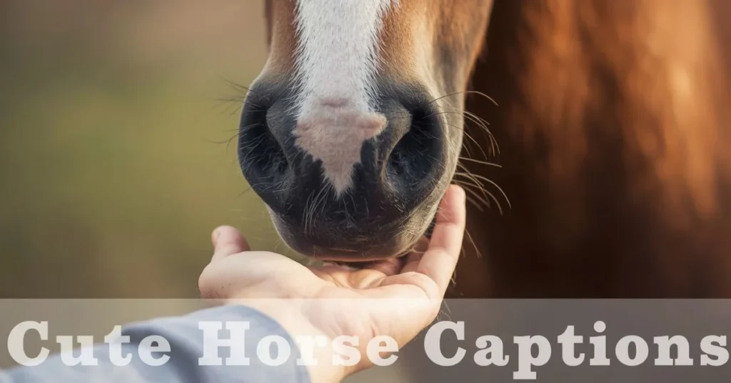 Cute Horse Captions for Instagram
