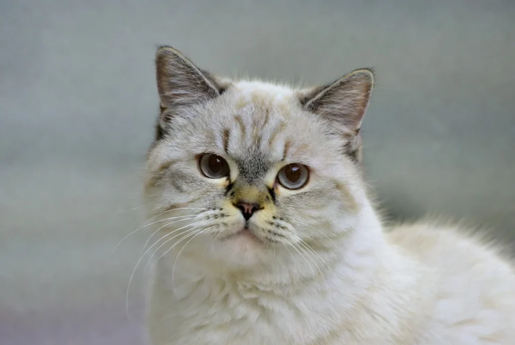 One-Word Cat Captions for Instagram