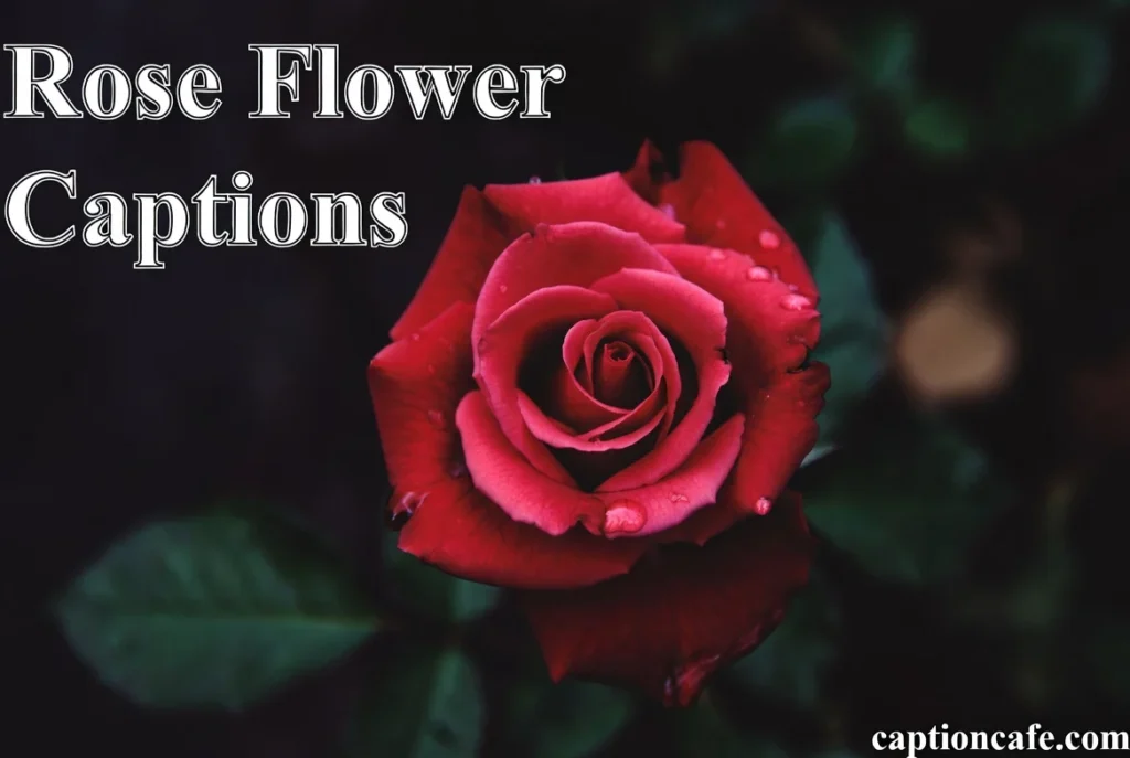 Rose Flower Captions for Instagram