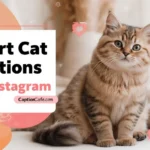 short cat captions for instagram