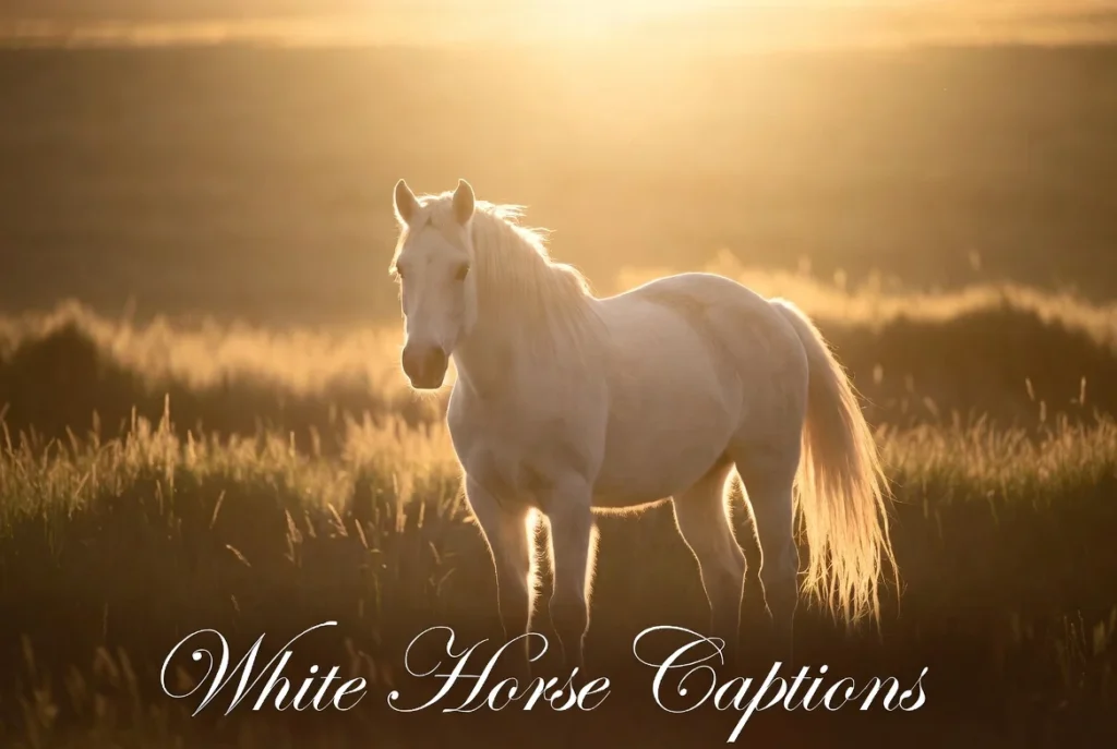 White Horse Captions for Instagram